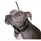 Original Illusion Collar Trainingshalsband & Leine des amerikanischen Hundeflüsterer Cesar Millan, Größe S, Schwarz