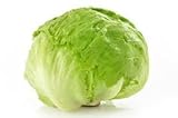 Eisbergsalat frisch aus Spanien, 1 Stück