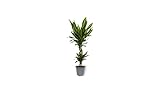Dracaena Hawaiian - Drachenbaum - Große Zimmerpflanze im Kulturtopf - Höhe +/- 80cm inklusive Topf - 19cm Durchmesser (Topf) - Pflegeleicht Echte Pflanze