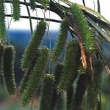 SmartMe Ziergras Carex 'TRIFFID' sehr seltene Samen 25-1000 Samen (100 Samen)