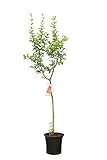 Punica granatum Dente di Cavallo - Winterharter Granatapfelbaum - verschiedene Größen (180+ cm Stamm 70-90cm Topf Ø 28cm)