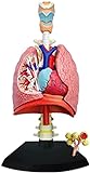 Shu Risiko Realistisches Modell 1 x Anatomisches Modell der menschlichen Lunge 1: 3 Abnehmbarer Orgel und Körperteil Human Anatomie Wissenschaftliche Modelle für medizinisches Training