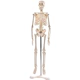 Anatomie Modell „Menschliches Skelett“,klein, ca. 45 cm, geeignet als Lernmodell oder Lehrmittel zur Untersuchung von Funktion, Bau und Bewegung des Körpers