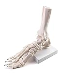 QWORK® Menschliches Fußgelenkmodell in Lebensgröße, Medizinische Anatomie Fußskelett Modell für Medizinstudie & Wissenschaft Klassenzimmer