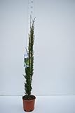 Säulenzypresse - Cupressus Sempervirens - verschiedene Größen (110-130cm - Topf Ø 23cm 5,4Ltr.)