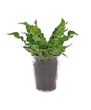 Asplenium Crispy Wave | 25cm | Lockenfarn | mit Topf wählb