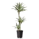 Sense of Home XL Zimmerpflanze Drachenbaum - Dracaena deremensis Warneckii - trendige & pflegeleichte Indoorpflanze in XL Größe - weissbunte Pflanze - Liefergröße ca. 150-160 cm