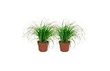 Cyperus Zumula - Katzengras - Zimmerpflanze im Kulturtopf - Höhe +/- 25cm inklusive Topf - 12cm Durchmesser (Topf) - Tierfreundliche Pflanze Geeignet für Katzen - 2 Stück