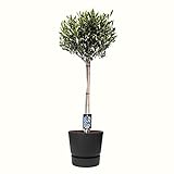 Zimmerpflanze – Olivenbaum in schwarzem ELHO Kunststoff Übertopf als Set – Höhe: 90 cm