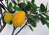 Aamish 5 Stück Citron Citrus Medica Etrog Esrog Obstpflanzensamen