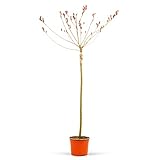 Salix gracilistyla 'Mount Aso' | Kätzchenweide | Winterharter Blühstrauch | Pflanze für Garten Terrasse Balkon | Höhe 120-140 cm | Topf 21L