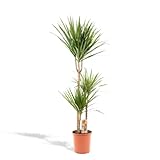 XXL Dracaena Marginata - Drachenbaum - 120 cm hoch, ø21cm - Große Zimmerpflanze - Tropische Palme - Luftreinigend - Frisch aus der Gärtnerei