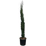 Sunny Tree - Zypresse Sempervirens Totem - Italienische winterharte Zypresse - 160 cm - immergrün - winterhart bis -18