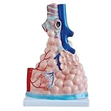 EYPKPL Menschliches Modell Vergrößertes menschliches Lungenanatomiemodell, menschliches Organmodell, Atmungssystem, Bronchiole, menschliches Körpermodell, Studieren lebensecht