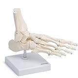 Cranstein A-322 Fuss-Skelettmodell mit Schien- und Wadenbeinansatz | lebensgross | rechts | mit Stativ