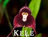 Neue frische Samen! 100 Orchideensamen, Schöne Affe Gesicht Orchideen Samen, mehrere Sorten Bonsai Samen freies Verschiffen