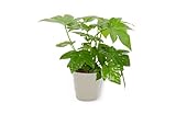 Fatsia Japonica - Zimmeraralie - Exotische Zimmerpflanze im gruaer Übertopf - Höhe +/- 25cm inklusive Topf - 12cm Durchmesser (Topf) - Winterharte Pflanze für Drinnen