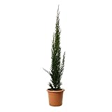 KENTIS - Zypressen Echte Pflanzen Winterhart - Cupressus Sempervirens Totem - Hoch 100-125 cm Topf Ø 20