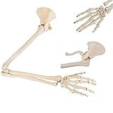 Lebensgroßes anatomisches Armskelett, bewegliches Skelettmodell mit Arm, Hand, Schulterblatt und Schlüsselbeinkette, Anatomiemodell, anatomischer Skelettarm mit Schulterb