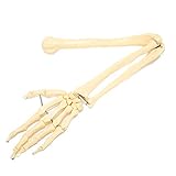 Shanrya Arm-Knochen-Modell, Knochen-Modell Hand-Arm-Knochen-Modell Professional für Arzt‑Patient Erklärung für den Unterricht für Modell Display für die Praxis