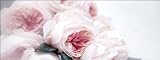 Pro-Art Glasbild Pink Roses, 50x125