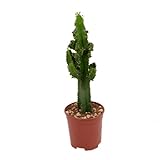 Kaktus von Botanicly – Wolfsmilch Kaktus – Höhe: 65 cm – Euphorbia Eritrea