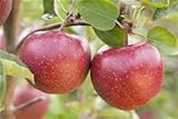 Apfelbaum ObstbaumMalus domestica 'Jonagold' 150-200cm im Topf gewachsen