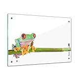 Bilderdepot24 Memoboard 60 x 40 cm | Tiere | Rotaugenlaubfrosch | abwaschbare Glas-Magnettafel mit Halterung Magneten Stift 1318