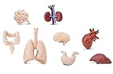 Miniblings 7X Organe Mensch Set Medizin Anatomie Arzt Herz Lunge Gehirn Nieren