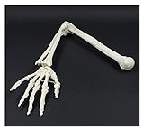 YQQQQ Lebensgröße Obere Gliedmaßenknochen Oberarm Skeleton Knochen Modell Scapula, Armknochen, Schlüsselbein und Oberarm Knochen (Color : White)