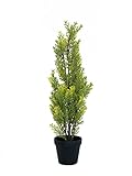 EUROPALMS Zypresse, Leyland, Kunstpflanze, 60cm | Zypresse in moderner Form, in natürlicher Optik