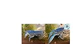 Topbilliger Tiere Blauer Floridakrebs - Procambarus alleni - Pärchen 1x