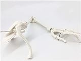 QULONG Knochenmodell der oberen Extremität - Medizinisches anatomisches menschliches Skelettmodell der oberen Extremität - Armknochen Schulterblatt Schlüsselbein Oberarmknochen Menschliches Skelett