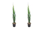 Plant in a Box - Toscaanse Cipres 'Totem' - 2er Set - Toskana Säulen Mittelmeerzypresse Baum Pflanz Winterhart - Topf 19cm - Höhe 70-80cm