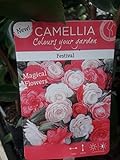 Baumschule Pflanzenvielfalt Camellia Japonica Festival - Kamelie Festival