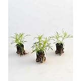 Kräuterpflanzen - Lakritz-Tagetes/Salmi - Tagetes filifolia - 3 Pflanzen im Wurzelballen