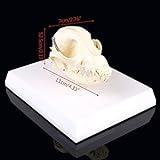 XIOFYA 1 STÜCK Hunde Hund Schädel Modell Anatomie Skeleton Veterinary Exemplar Lehre (Farbe : 49)