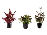 Tropica Pflanzen Set mit 3 schönen roten Topf Pflanzen Aquariumpflanzenset Nr.13 Wasserpflanzen Aquarium Aquariumpflanzen