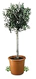Meine Orangerie Olivenbaum Grande- eleganter Olivenbaum als Hochstamm mit schöner Krone - 110 bis 130 cm - Olea Europaea - Olive Tree - Fruchtreifes Stämmchen in Gärtnerqualität