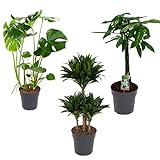 Zimmerpflanze 3er Pflanzen-Set | Monstera Delliciosa struik + Dracaena Compacta + Pachira aquatica | Lieferhöhe: 80-110 cm | 3 Stück Topf Ø 21cm