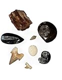 Fossilien Set - Sammlung von 8 echten, verschiedenen Versteinerungen