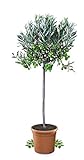 Meine Orangerie Olivenbaum Mezzo - echter Olivenbaum - 80 bis 100 cm - Olea Europaea - Olive Tree - Fruchtreifes Stämmchen in Gärtnerqualität