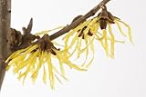 Hamamelis intermedia 'Pallida' 60-80 cm - Zaubernuss, leuchtend gelbe Blüten, Blütezeit Januar-März, winterhart, ideal für Einzelstellung