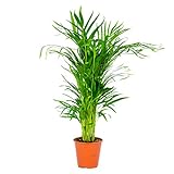 Dypsis | Areca-Palme pro Stück - Zimmerpflanze im Aufzuchttopf cm19 cm - ↕90-100 cm