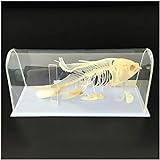 Fischskelett-Exemplar – Fischskelett Natürliches Knochenmodell Tierskelett-Modell – Wissenschaftliche Bildung Tierexemplar – Für Tieranatomie-Lehrinstrument Biologisches Modell