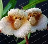Vista 100 stücke 5 arten Niedlichen Affengesicht Orchidee Samen Affe Orchidee Bonsai pflanzen Blumen Samen für haus & garten Freies Verschiffen 2