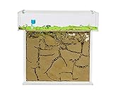 AntHouse - Natürliche Ameisenfarm aus Sand | T Acryl Set Big 25x20x1,5 cm | Inklusive Ameisenkolonie