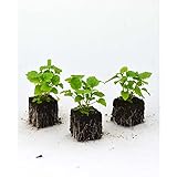 Kräuterpflanzen - Zitronenmelisse / Melissa officinalis - Lamiaceae - 6 Pflanzen im Wurzelballen