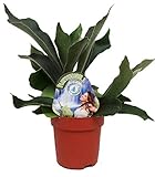 Geweihfarn, (Platycerium bifurcatum) Zimmerpflanze, Zimmerfarn, kräftige Pflanze, (im 12cm Topf, ca. 30cm hoch)