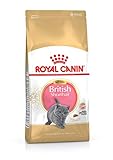 Royal Canin KITTEN British Shorthair Katzenfutter 10 kg, 1er Pack (1 x 10 kg)